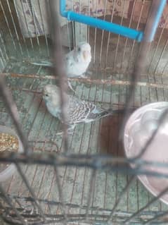 1 piar with cage