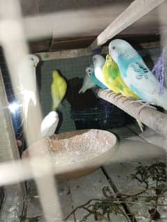 lovebirds, budgies and cocktail chicks for sale. . .