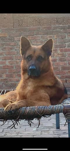 German shepherd for sale