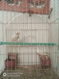 finches 2