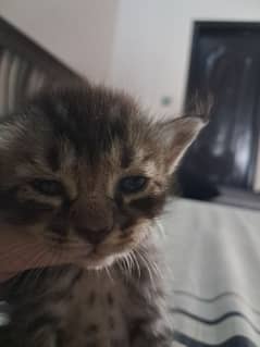 two weeks cats babies
