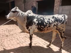 cow