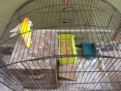 fisher love bird in wah new city