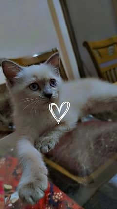 Ragdoll 3 months female kitten