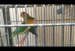 parblue with chicks