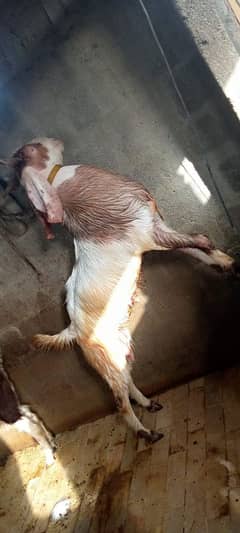 Bakra