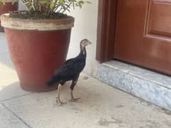 Pure Aseel chicks available for sale 2 months age heavy breed