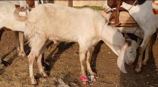 2 dant bakry for qurbani 1550 per kg