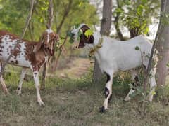 wait color bakra