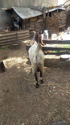 qurbani