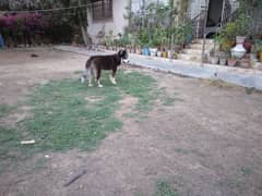 Alaskan Malamute For Sale