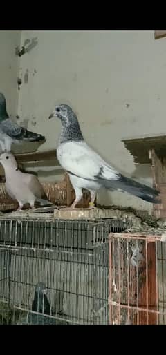 PARWAZI