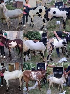 Bakra