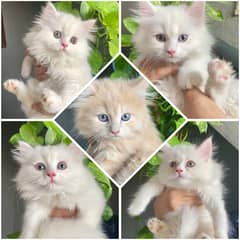 High Quality Cute Persian Kittens