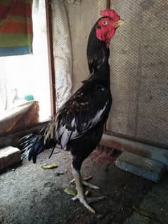 big hight aseel