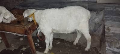 2 chatrey for sale