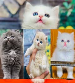 Persian