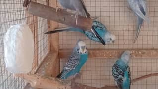 Budgies Parrots For Sale Healthy and Active