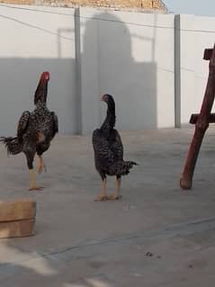 coko o shamoo pair fr sell eggs laying pair age 12 month