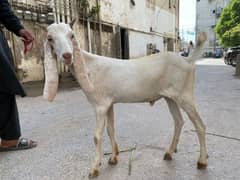 2 daanth khassi bakray