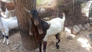 Goat for sale
