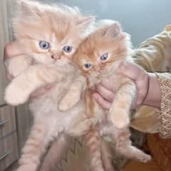 kitten
