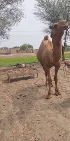 camel