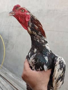 Aseel Murga