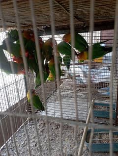 Green fisher parrots 20 breeder pairs available