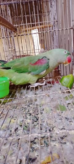 parrot
