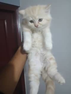 Persian Kittens Pair