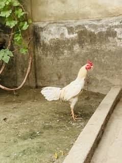 White hen