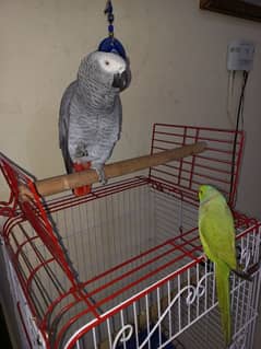 ringneck