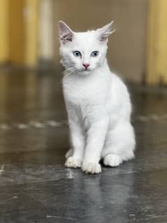 Russian Kitten baby cat 3 months age washroom trained