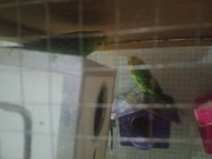 one pair green australian parrot for sell breeding pair