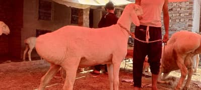 goat dumba qurbani k Liye for sale 120kg to 170