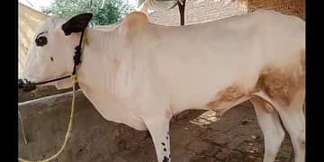3 bulls For Qurbani 2025