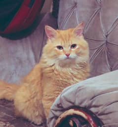 golden persian male cat for sale