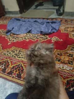 Persian cat kittens