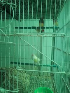 Gouldian lutino for sale