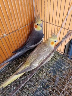 Breeder pair