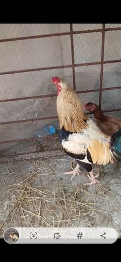 Lari