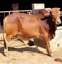 Bachra | Katta | Wacha | Cow | Qurbani k janwar | Bulls | بھنس | گائے