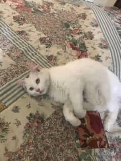 Persian Cat Double Coated