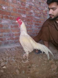 Heera aseel miamvali