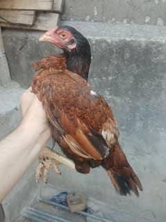 aseel