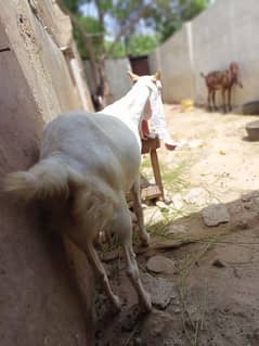 gulabi rajanpori