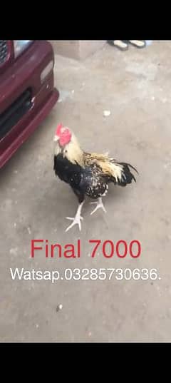 Aseel patha Murga Murghi Madi pathi rooster hen egg chick