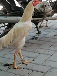 Aseel breeder pair forsale.