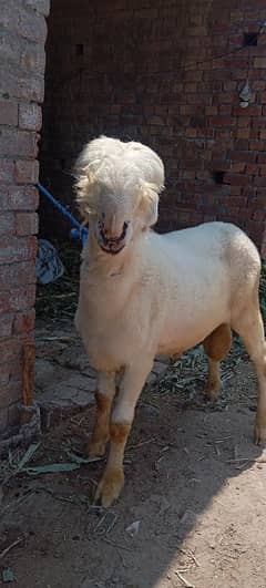 chatra